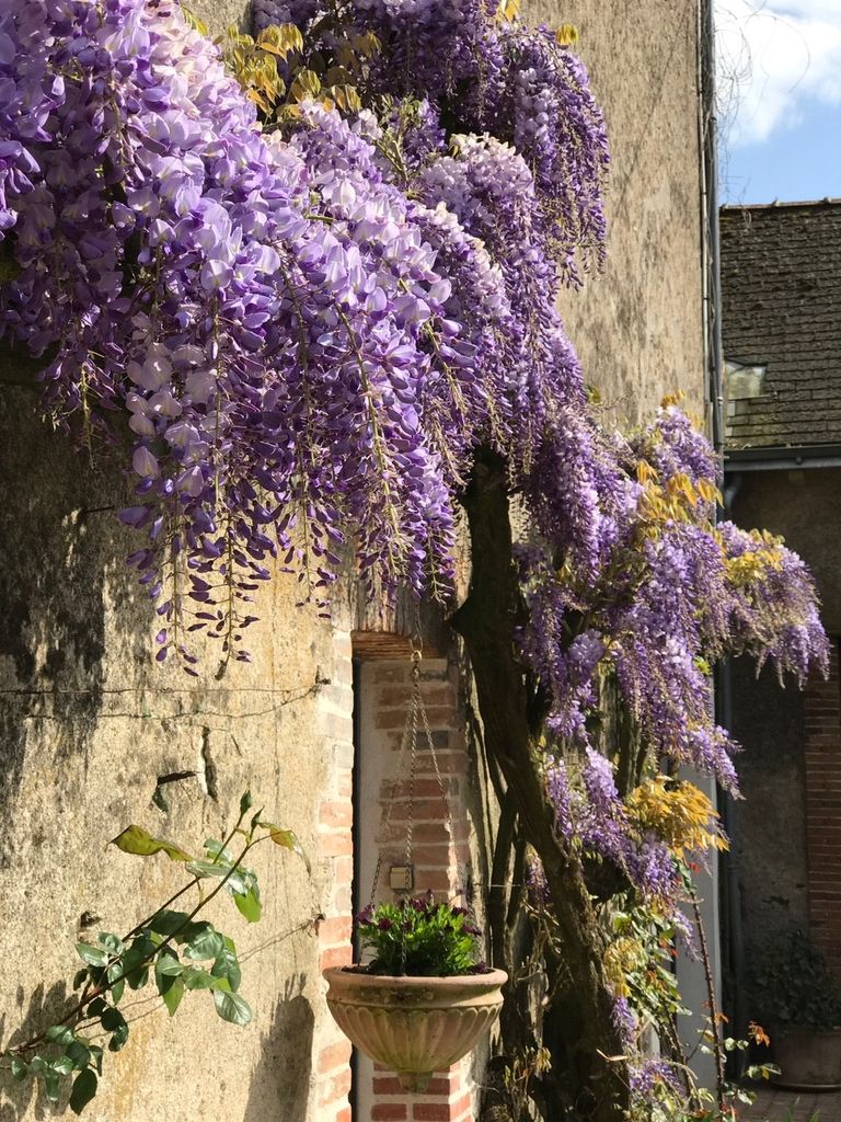 glycine-gite-peintres-andreze(1)